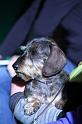 Crufts_dachshunds 039